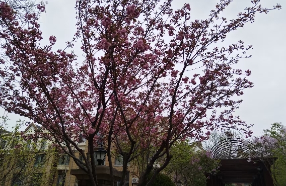 异地恋的情感挽回？（二）