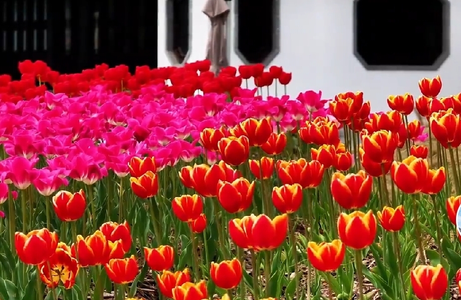 对“女生越成功，生育率越低”的理性分析