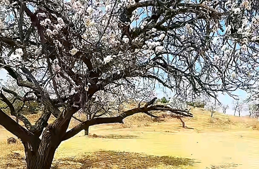 撒娇卖萌的核心心理机制是什么？