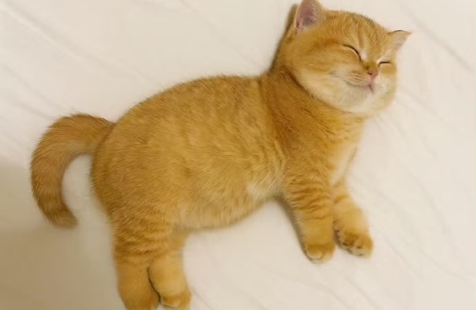 育儿即育己：孩子是你未完成的梦的投射