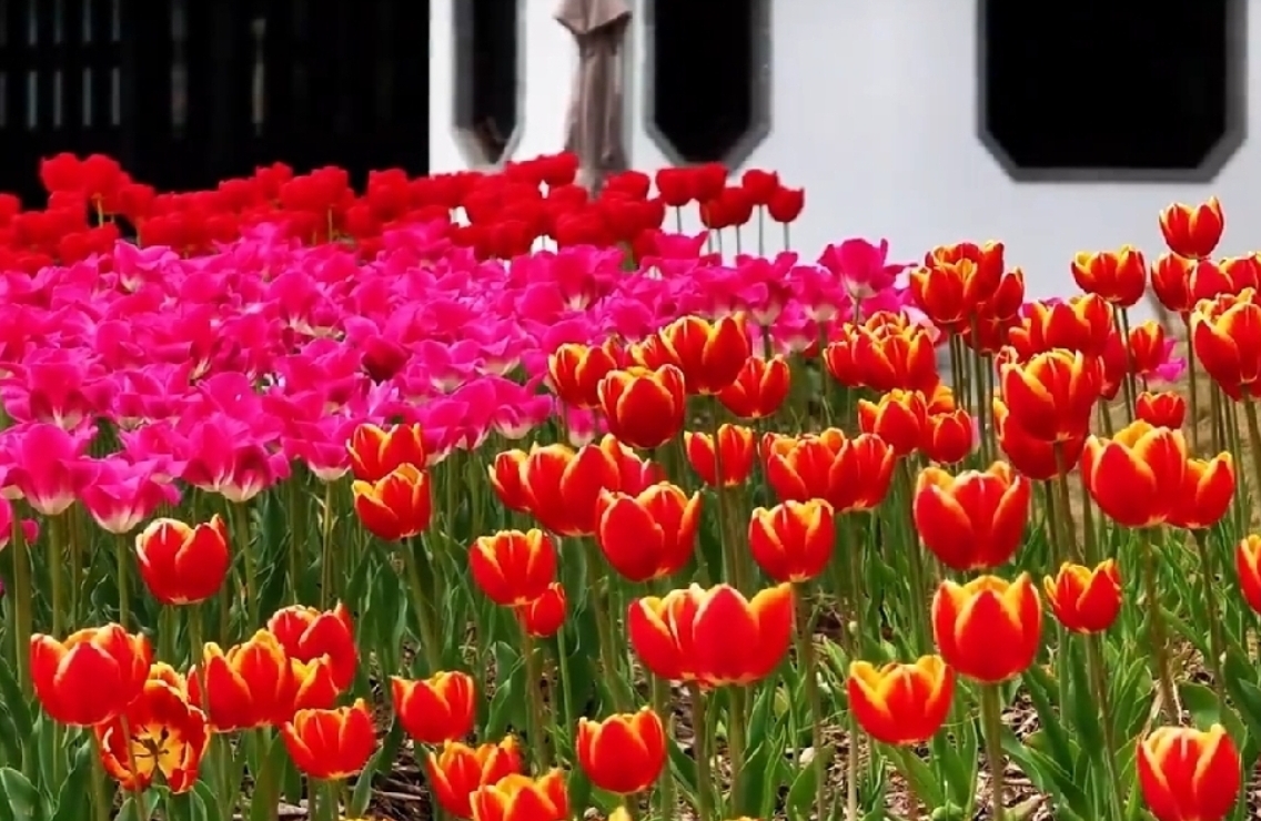 对“女生越成功，生育率越低”的理性分析