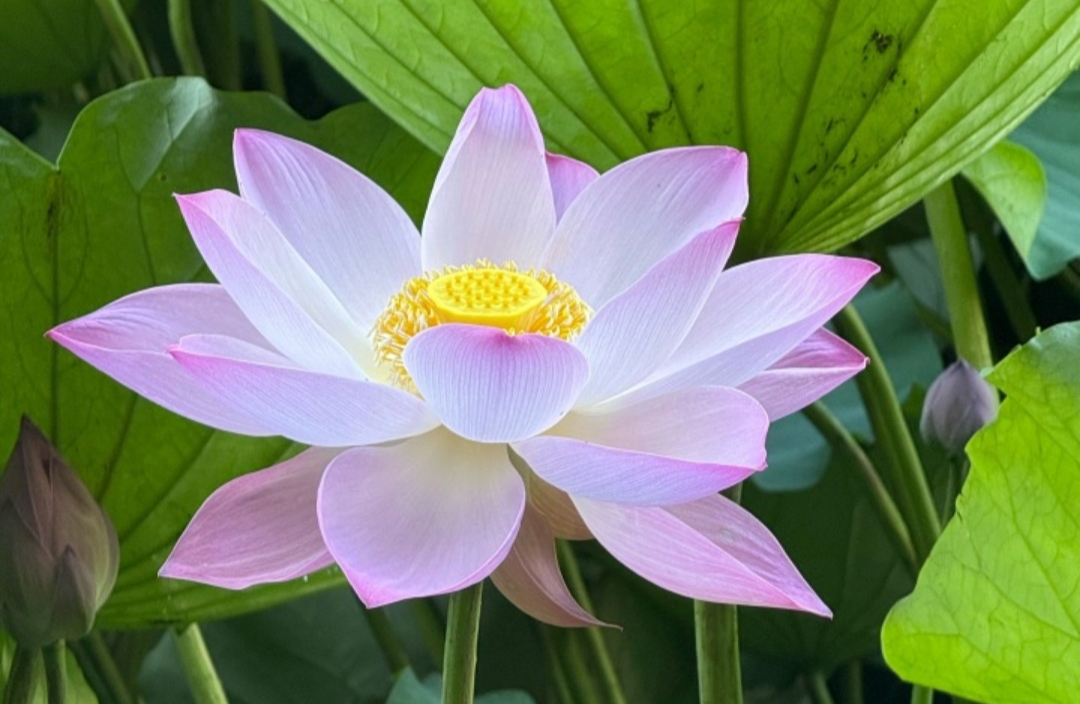 阳明心学应对幻想