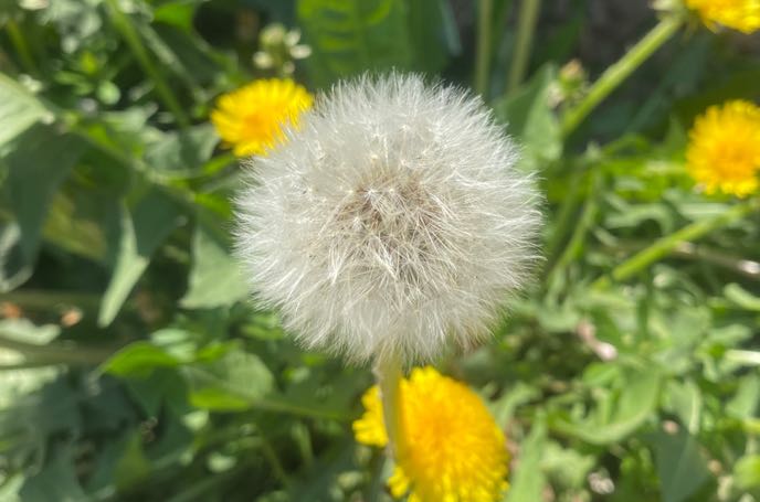 如何教养男孩？