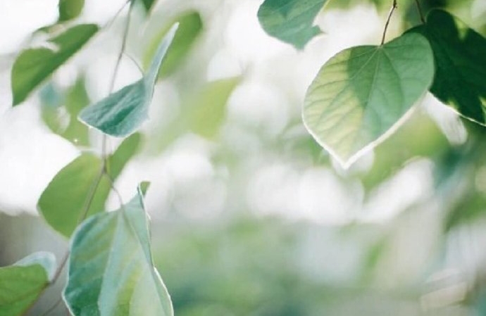 被误解的回避型人格。