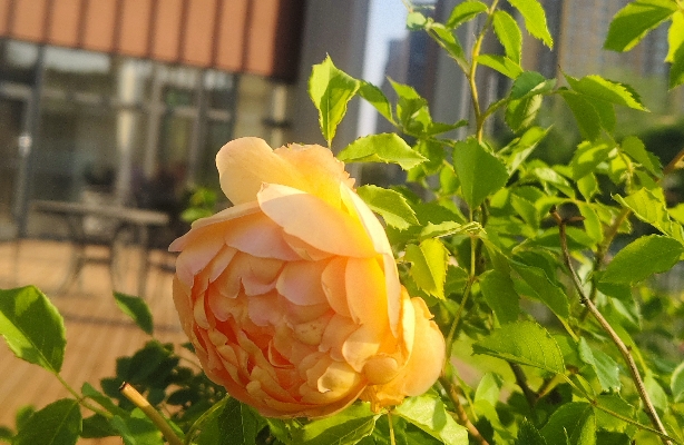 出轨的婚姻是修复还是放弃